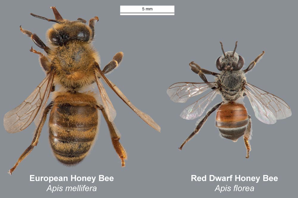 Evropska pčela i crvena patuljasta pčela
