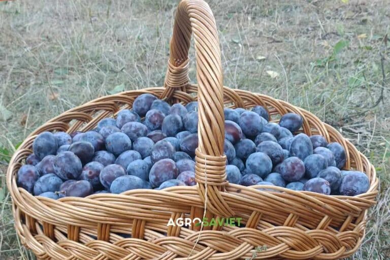 Domaći pekmez od šljiva bez konzervansa i šećera: Bakin recept koji generacije čuvaju