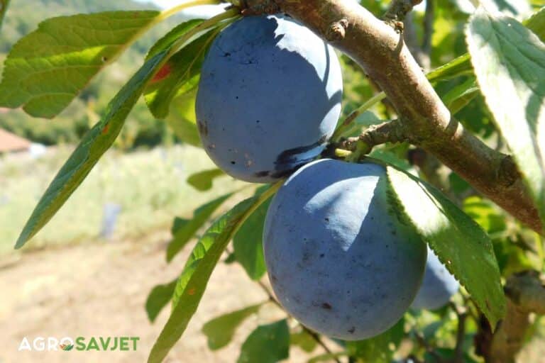 Uz primjenu pune agrotehnike moguće ostvariti solidne prinose u proizvodnji šljiva