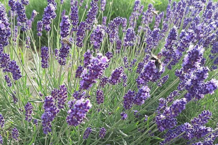 lavanda