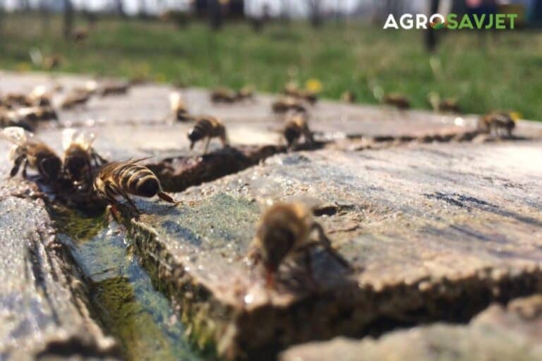 Letnje vrućine i pčelarstvo: Ključni koraci za zaštitu košnica tokom ekstremnih letnjih temperatura