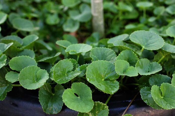 Gotu kola