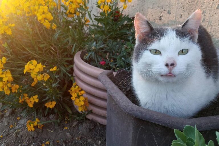 Veterinar otkrio koliko često treba kupati mačke