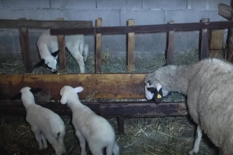 Nesvakidašnji događaj: Dvije ovce ojagnjile po četvorke