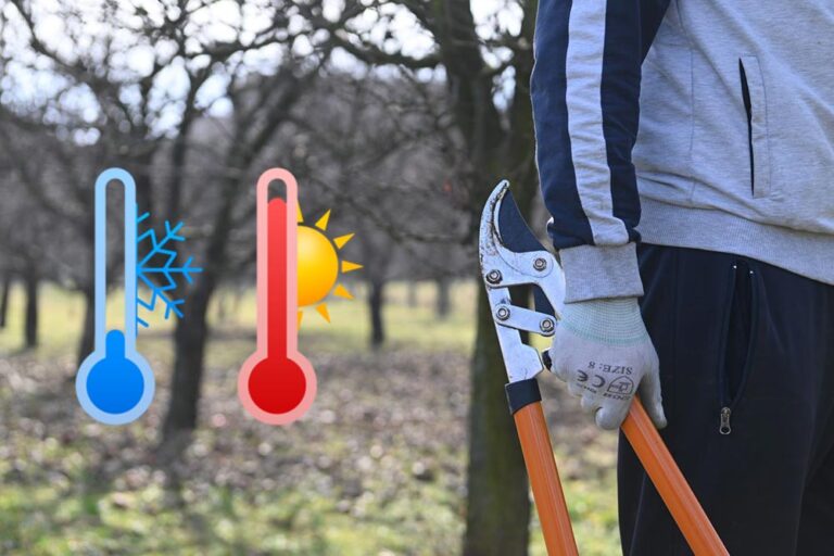 Koja temperatura je idealna za rezidbu voćaka?